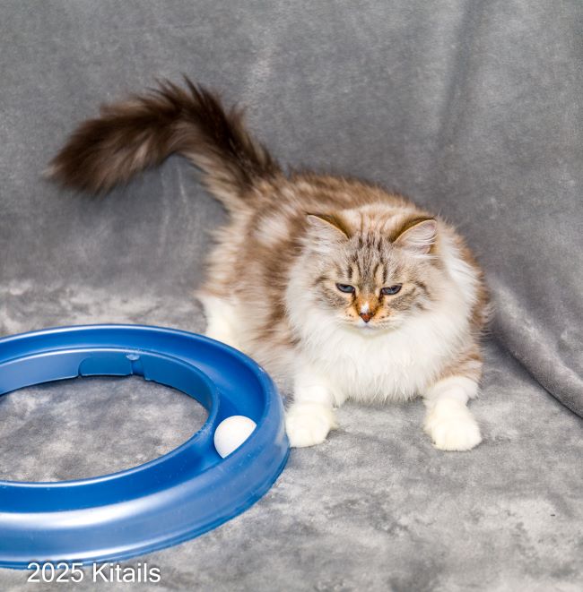 Kitails Siberians Lisette