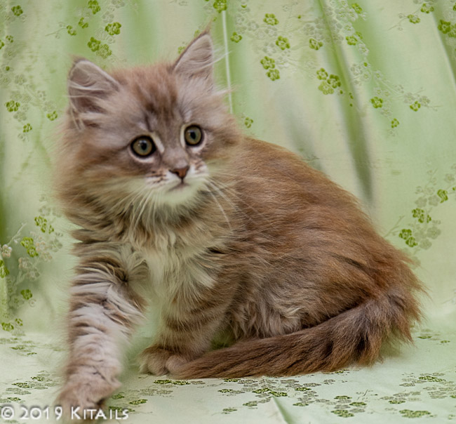 Bluebell Kitten
