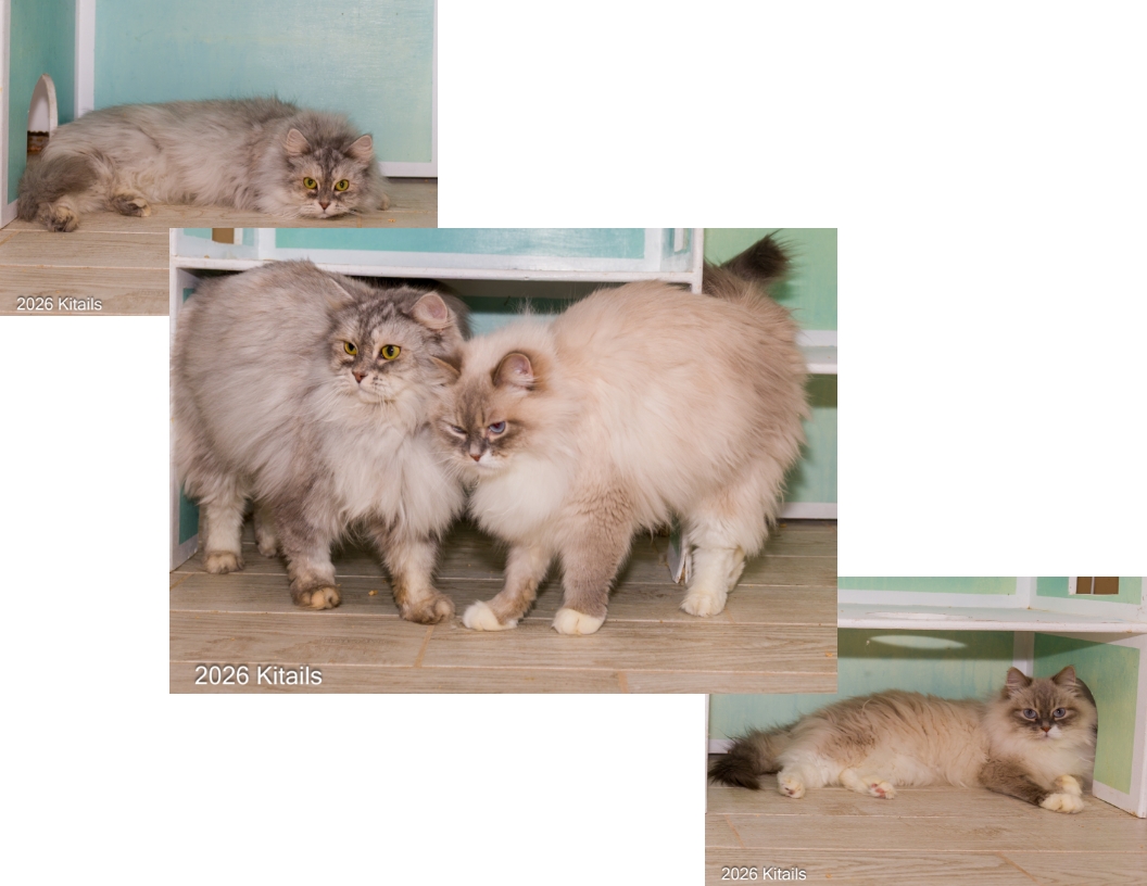 Kitails Siberians Kitty and Sony