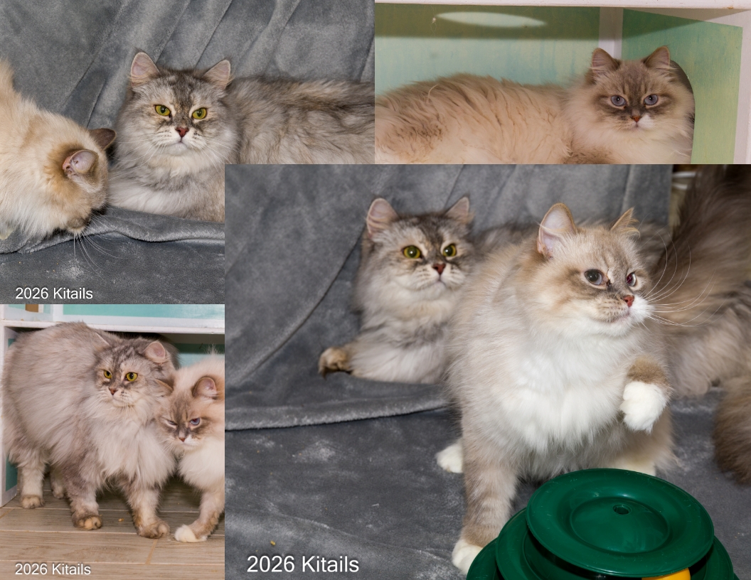 Kitails Siberians Kitty and Sony