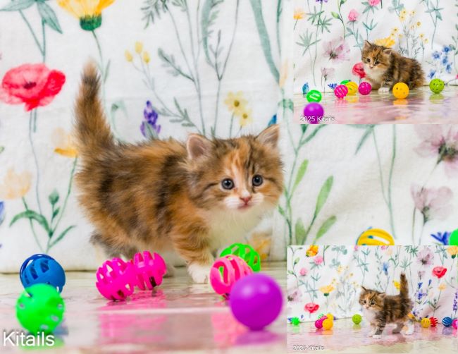 Kitails Siberians Ladybug